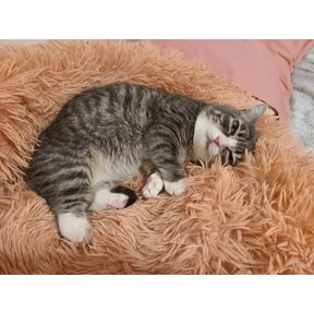 Винки — стикер для MAX