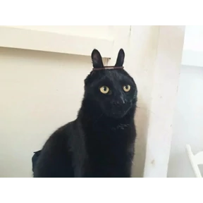 Кот обармот — стикер для MAX