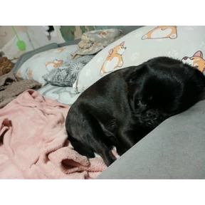 Роня — стикер для MAX
