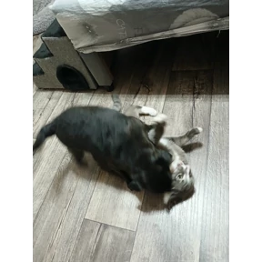 Роня — стикер для MAX