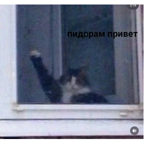 pox — стикер для MAX