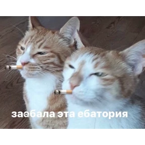 pox — стикер для MAX