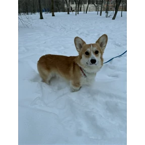 Рей — стикер для MAX
