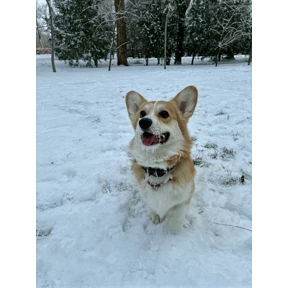 Рей — стикер для MAX