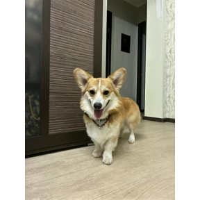 Рей — стикер для MAX