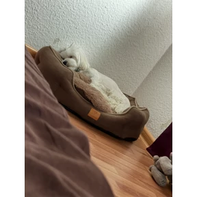 Буся — стикер для MAX