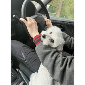 Буся — стикер для MAX