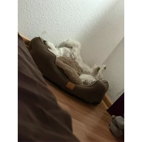 Буся — стикер для MAX