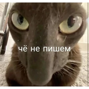 Да да — стикер для MAX