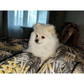 Мартюша — стикер для MAX