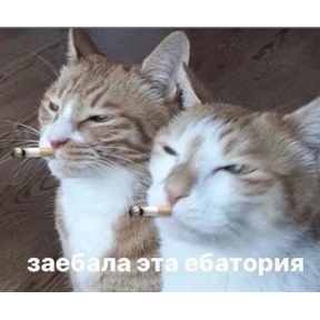 Да да — стикер для MAX