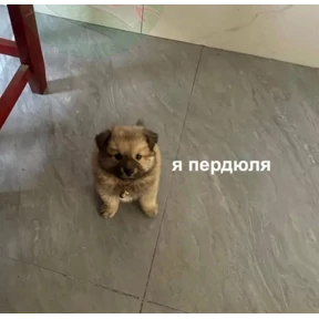 Мы — стикер для MAX