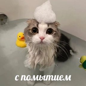 Мое — стикер для MAX