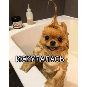 Мое — стикер для MAX