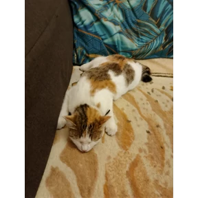 Котики — стикер для MAX
