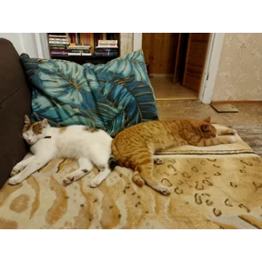 Котики — стикер для MAX
