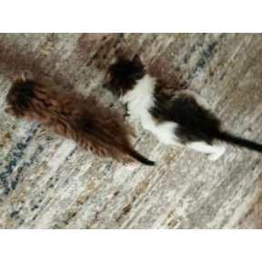 Котики — стикер для MAX