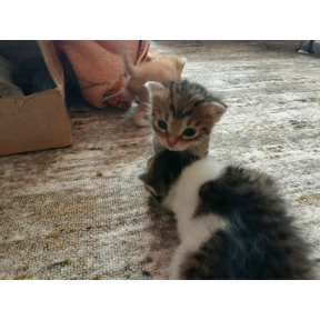 Котики — стикер для MAX