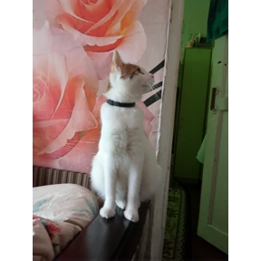 Котики — стикер для MAX