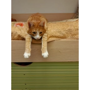 Котики — стикер для MAX