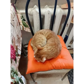 Котики — стикер для MAX