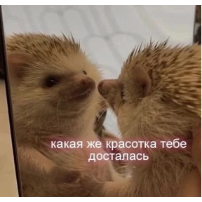 База 126 — стикер для MAX