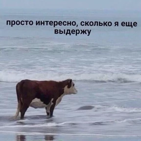 Мем — стикер для MAX
