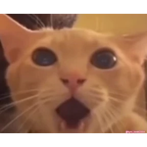 Стикерпак котёнки для мессенджера MAX
