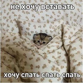 котёнки — стикер для MAX