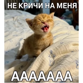 котёнки — стикер для MAX