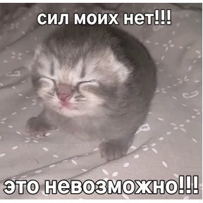 котёнки — стикер для MAX