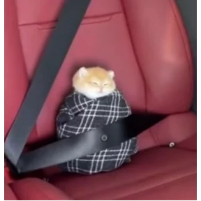 котёнки — стикер для MAX