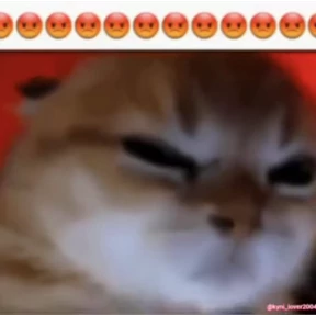 котёнки — стикер для MAX