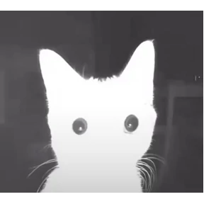 котёнки — стикер для MAX