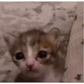 котёнки — стикер для MAX
