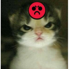 котёнки — стикер для MAX