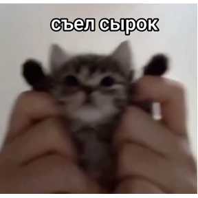 котёнки — стикер для MAX