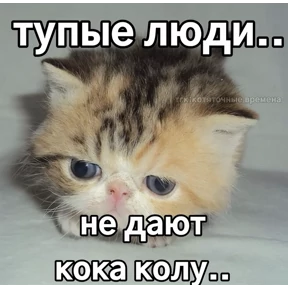 котёнки — стикер для MAX
