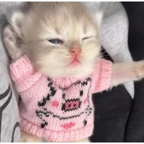 котёнки — стикер для MAX