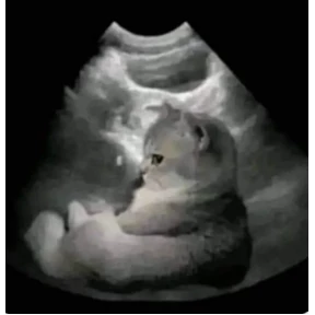 котёнки — стикер для MAX