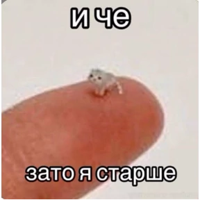 котёнки — стикер для MAX