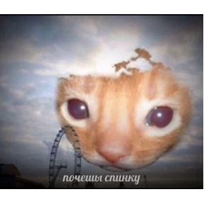 котёнки — стикер для MAX