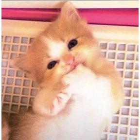 котёнки — стикер для MAX