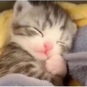 котёнки — стикер для MAX
