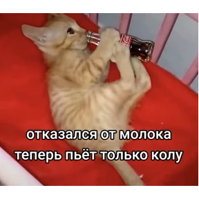 котёнки — стикер для MAX