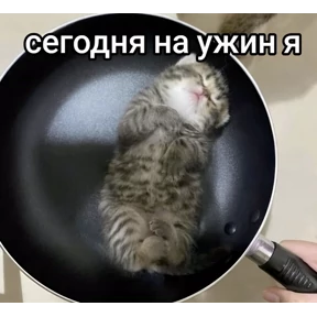 котёнки — стикер для MAX