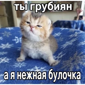 котёнки — стикер для MAX