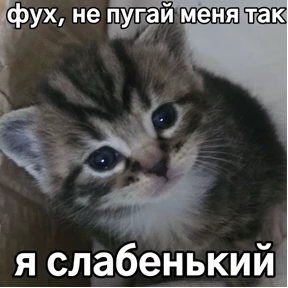 котёнки — стикер для MAX