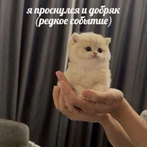 котёнки — стикер для MAX