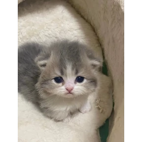 котёнки — стикер для MAX